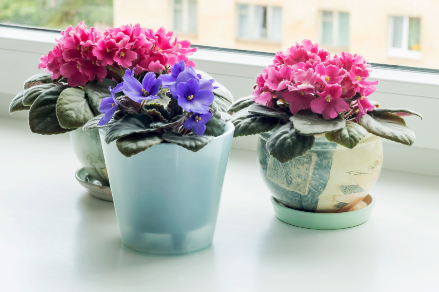 Stare ljubičice biće mlađe i sveže uz pomoć ovog trika sa kesom