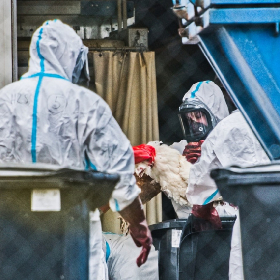 Rizik prenošenja ptičjeg gripa na ljude sve veći: Virus mutirao, pronađen u mleku