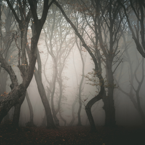"Vukoje....": Bloger izdvojio srpsku reč, komentari pljušte VIDEO