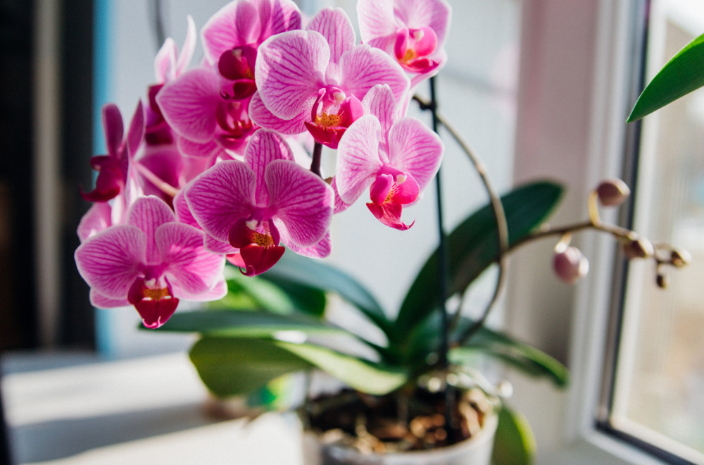 Nemojte praviti stalno istu grešku: Evo kad se orhideja zaliva – najvažnije pravilo