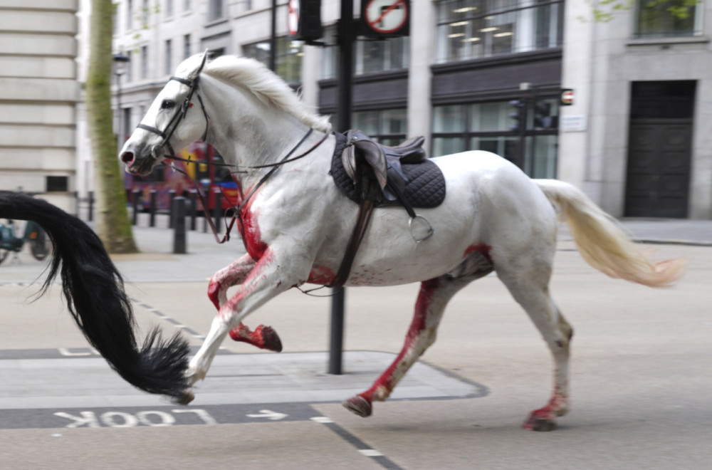 Haos na ulicama prestonice: Konji jure ulicama, jedan sav krvav; Ljudi panično beže VIDEO