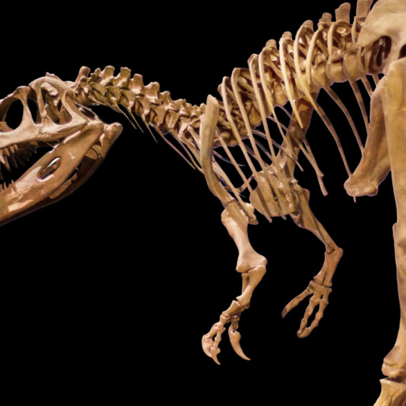 Neverovatno otkriće: Pronađena nova vrsta dinosaurusa