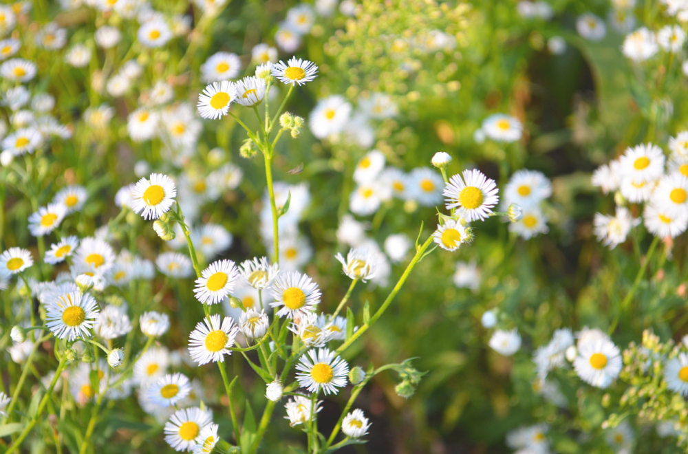 Tonik od kamilice će učiniti čuda za vašu kožu