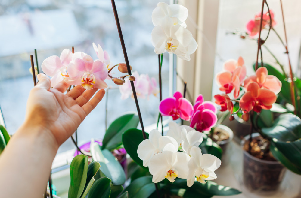 Tajna raskošnih orhideja: Uz ovaj trik cvetaće kao nikad pre
