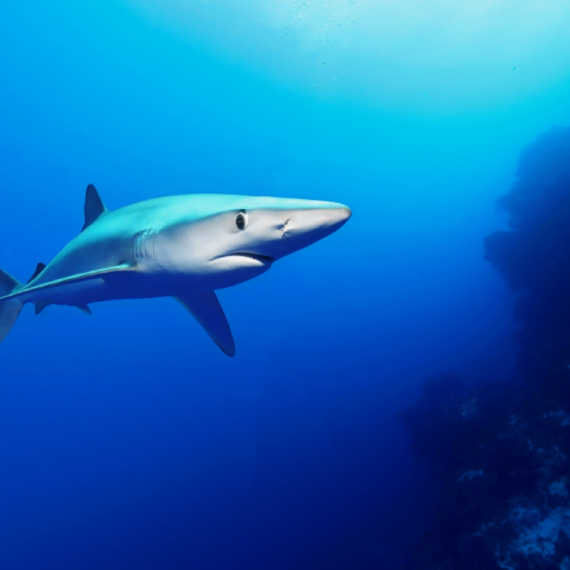 Aјkula duga osam metara izronila ispred turista u Puli: "Ovako nešto mi se nikada nije dogodilo"