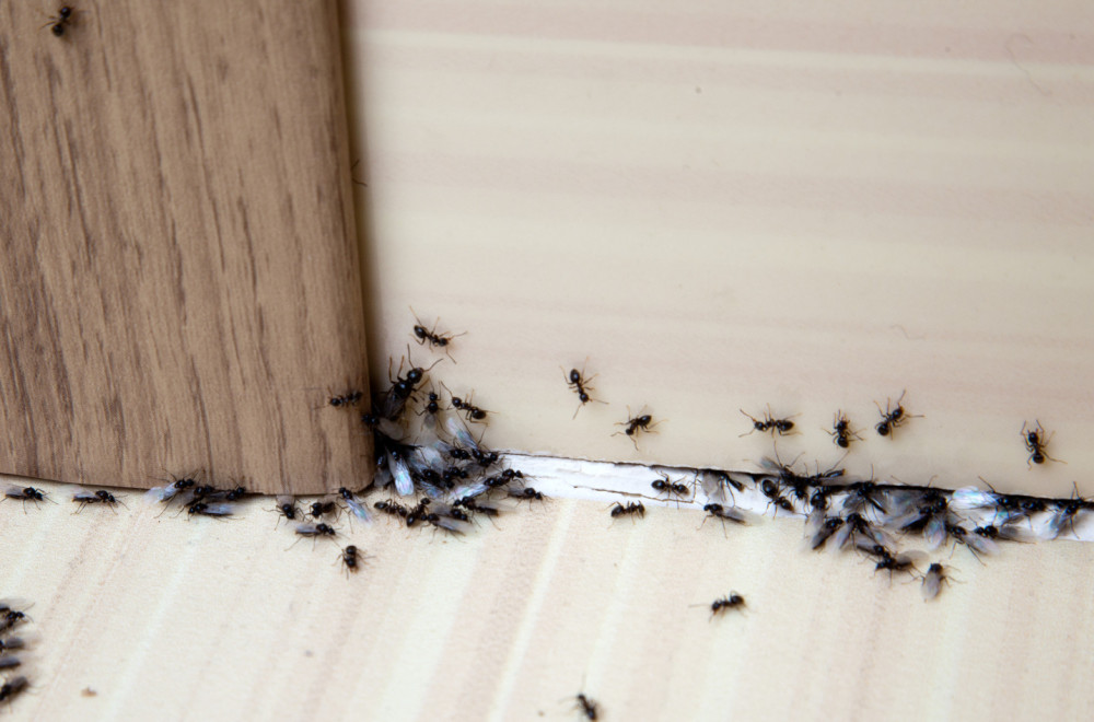 Kako da se rešite mrava u domu – zauvek