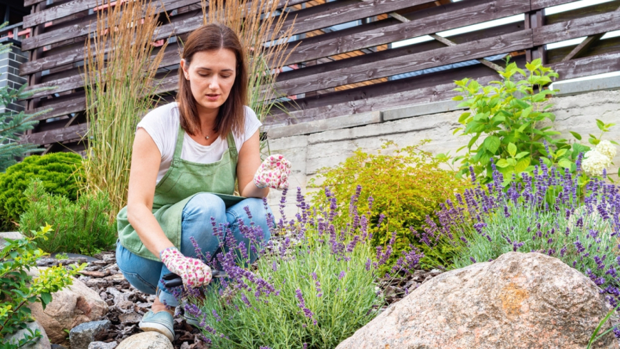 Raskošnim cvetovima ćete se diviti, a komarci beže od njih: Ova biljka je pravi dar prirode i nije zahtevna