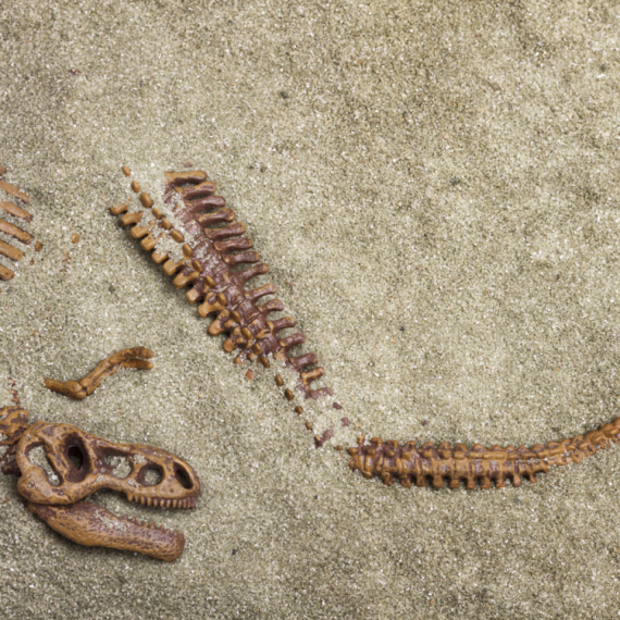 Pronađen skelet jednog od najmanjih dinosaurusa na svetu