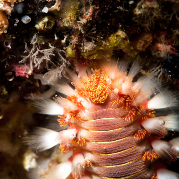 Opasna stvorenja sve prisutnija u morima: Primećena na još jednoj popularnoj destinaciji