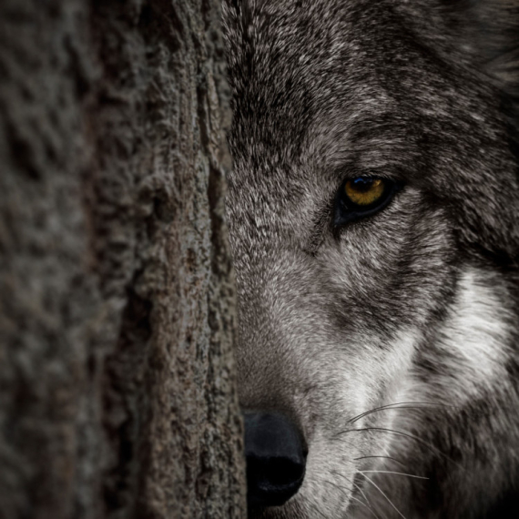 Neverovatno očuvan drevni vuk pronađen u najhladnijem regionu Rusije FOTO