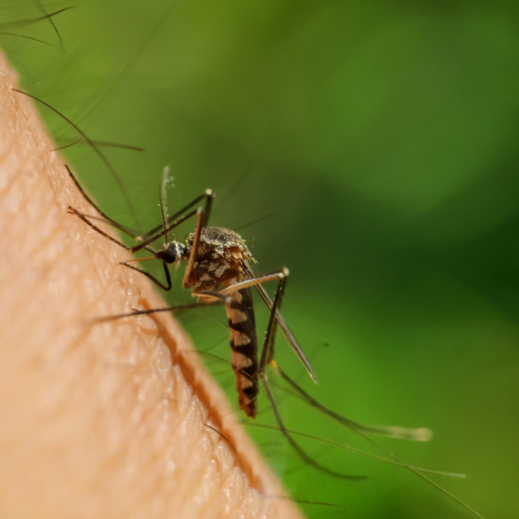 Opasan virus se pojavio u Evropi: Prenose ga komarci i mušice, a ovo su simptomi
