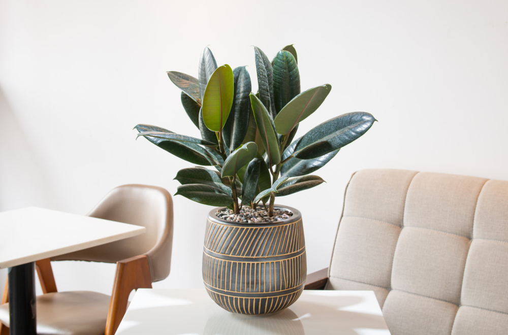 Fikus vam ne uspeva? Ovu grešku pravi 90 odsto žena