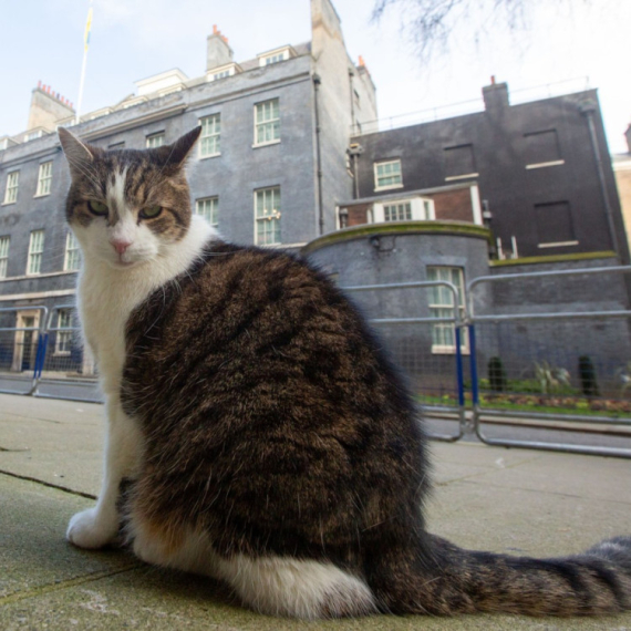 U političkim previranjima u Velikoj Britaniji postojala je jedna figura stabilnosti  — mačak Lari