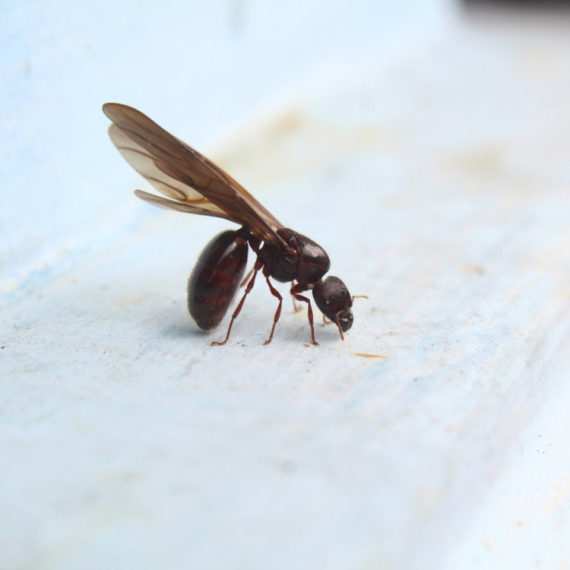 I oni nam dosađuju: Kako da se rešite letećih mrava?