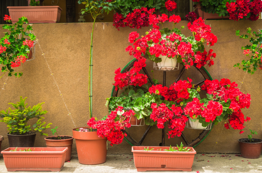 Za dvostruko više cvetova: Pre nego što iznesete muškatle napolje dodajte im ovo