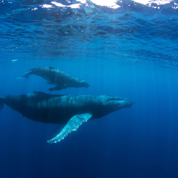 Studija: Komunikacija kitova slična ljudskom govoru