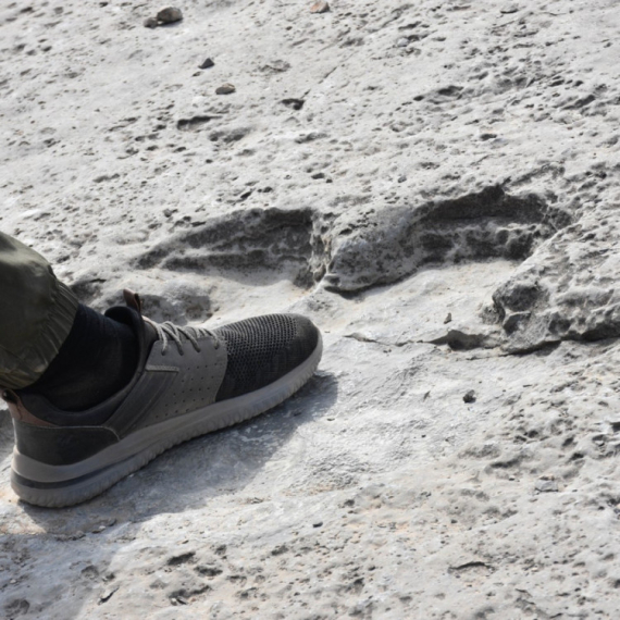 Fosil krio "pakleno" stvorenje iz doba dinosaurusa: Imao neobičan način ubijanja plena FOTO
