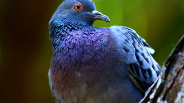 Policija uhapsila ženu jer je hranila golubove