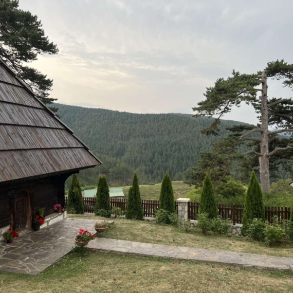 Srpska planina verni čuvar retke vrste četinara