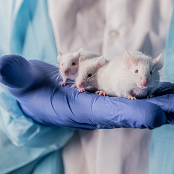 Naučnici rekonstruisali filmove iz moždanih aktivnosti miševa