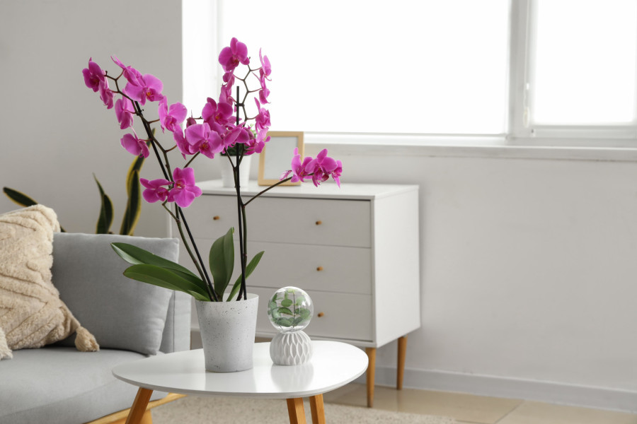 Ne paničite ako odbacuje pupoljke: Kako pravilno da zaštitite orhideje u novembru