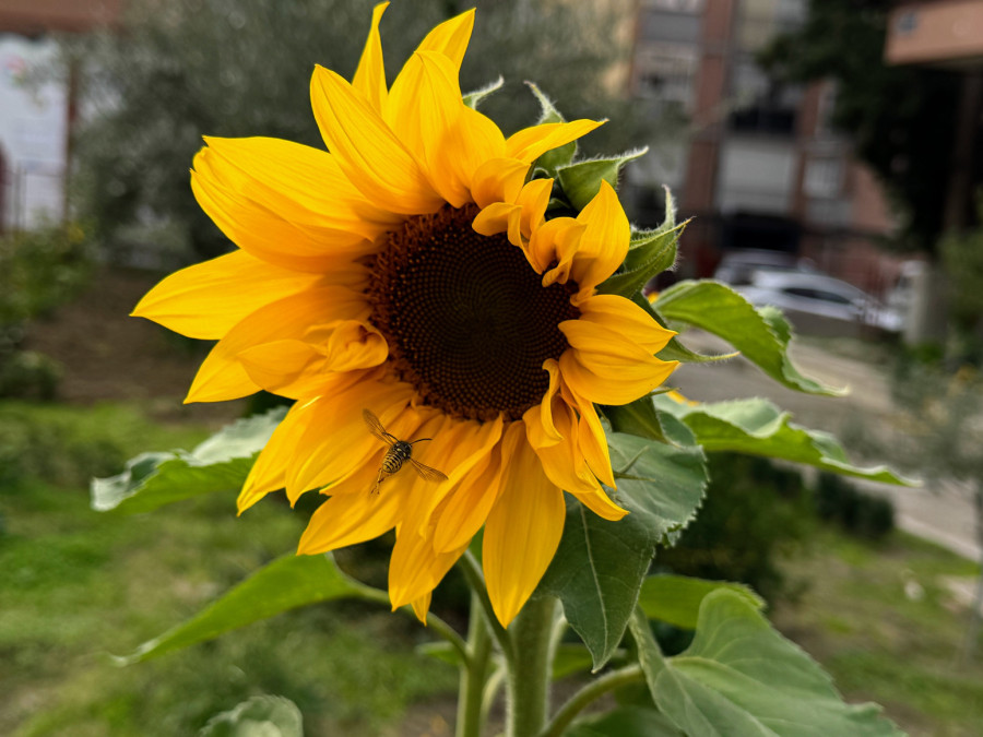 Posadite ovo cveće u aprilu i imaćete najlepše dvorište u samo 10 nedelja FOTO