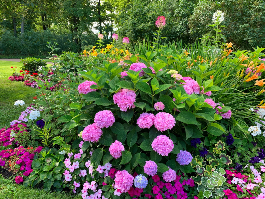 Za najlepše cveće: Jedna kap ovoga u saksiji čini čuda