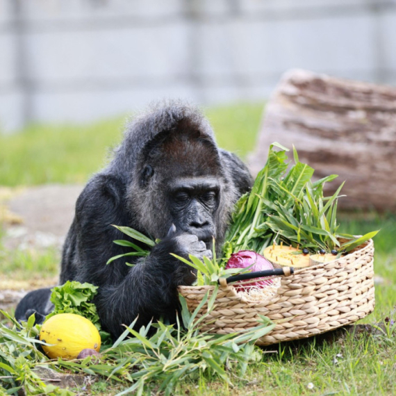 Gorila Fatu u berlinskom zoo vrtu proslavila 68. rođendan