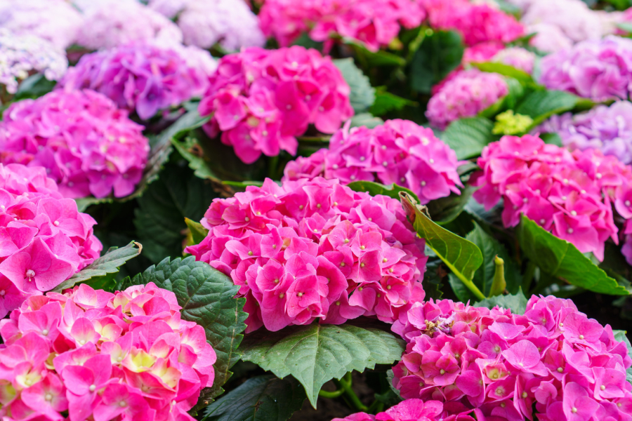 Hortenzije neće procvetati ako ne obratite pažnju na jednu stvar u aprilu