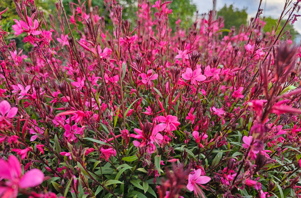 Cvet koji menja boju od jutra do večeri: Čudo je za svako dvorište
