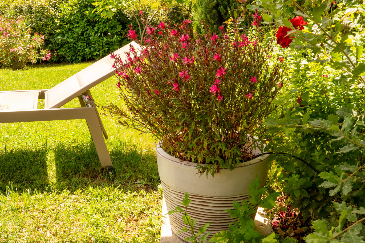 Cvet koji menja boju od jutra do večeri: Čudo je za svako dvorište