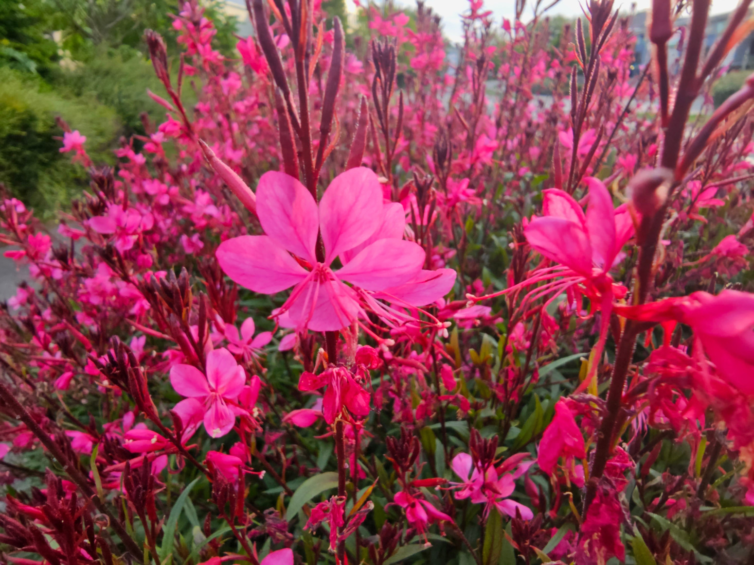 Cvet koji menja boju od jutra do večeri: Čudo je za svako dvorište