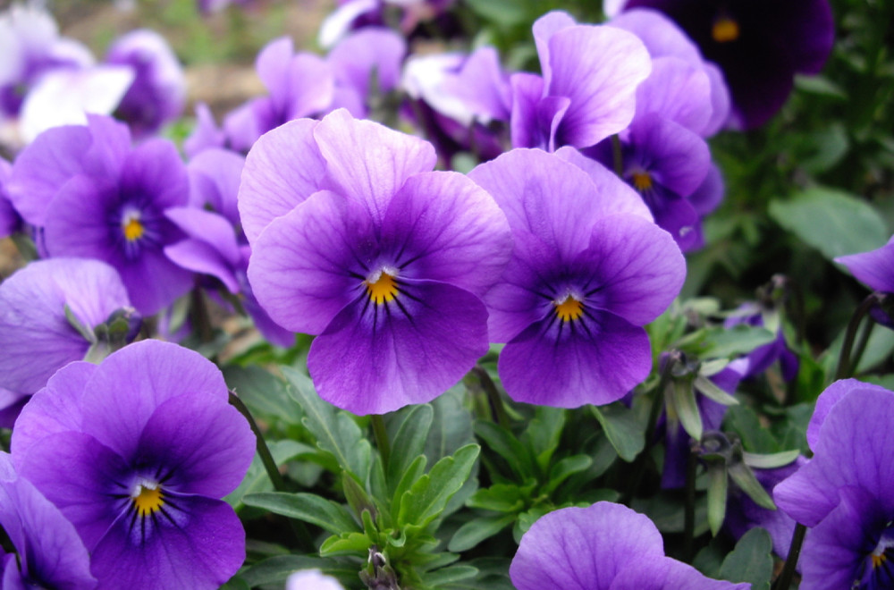 Stare ljubičice biće "mlađe" i sveže uz pomoć ovog trika sa kesom