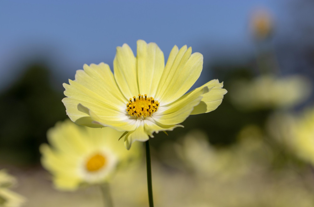 Ukras svakog doma, u vazi ili dvorištu: Nežni cvet u kojem možete uživati do prvih mrazeva