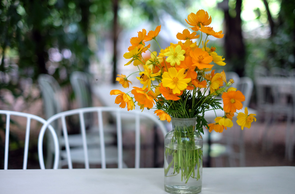 Ukras svakog doma, u vazi ili dvorištu: Nežni cvet u kojem možete uživati do prvih mrazeva