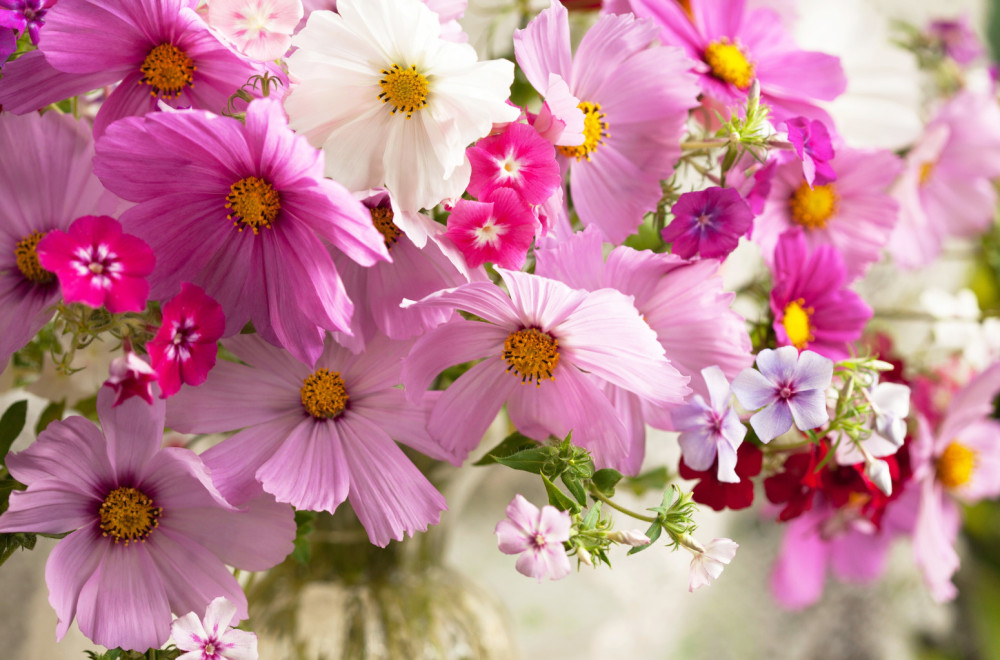 Ukras svakog doma, u vazi ili dvorištu: Nežni cvet u kojem možete uživati do prvih mrazeva