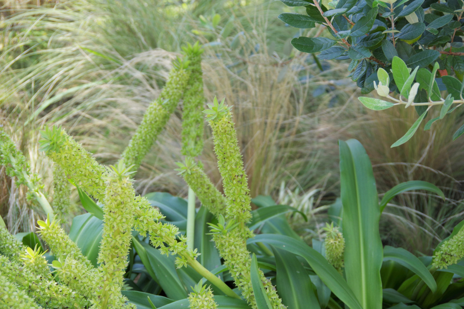 Uz pomoć jeftinog začina efikasno uništite korov u bašti