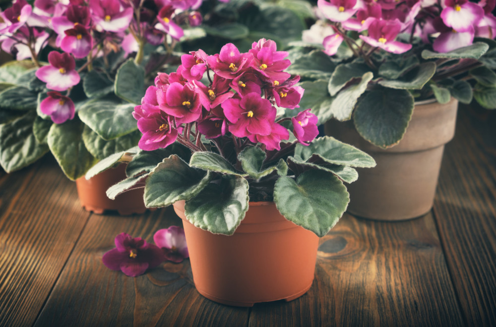 Ulepšavaju sive zimske dane: 9 odličnih sobnih biljaka koje cvetaju zimi