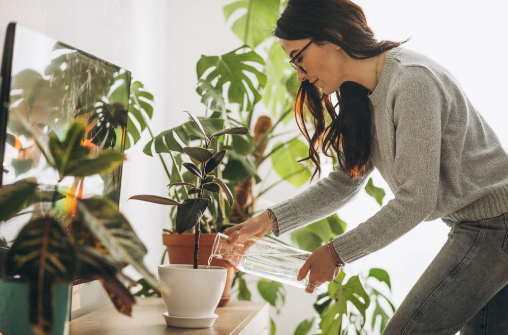 Presadite biljku pre nego što počne da vene: Evo kad je vreme za veću saksiju