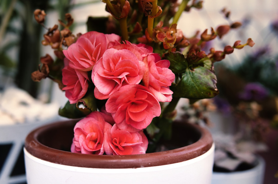 Ulepšavaju sive zimske dane: 9 odličnih sobnih biljaka koje cvetaju zimi