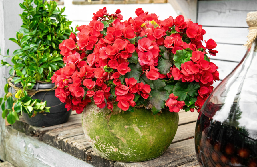 Koje cveće možete izneti napolje, a koje mora još da sačeka? FOTO