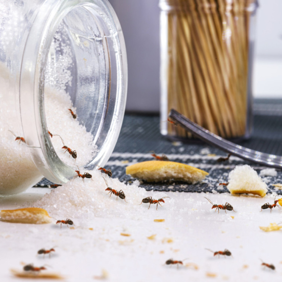 Ovo je "bela smrt" za mrave u domu – ni soda bikarbona ni so, od ovoga beže kao ludi