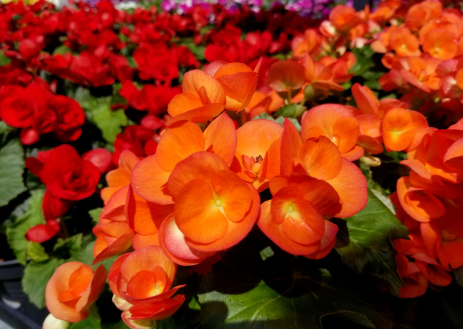 Šire ljubavnu energiju i teraju tugu: Ovo su najbolje vrste cveća za vaš dom