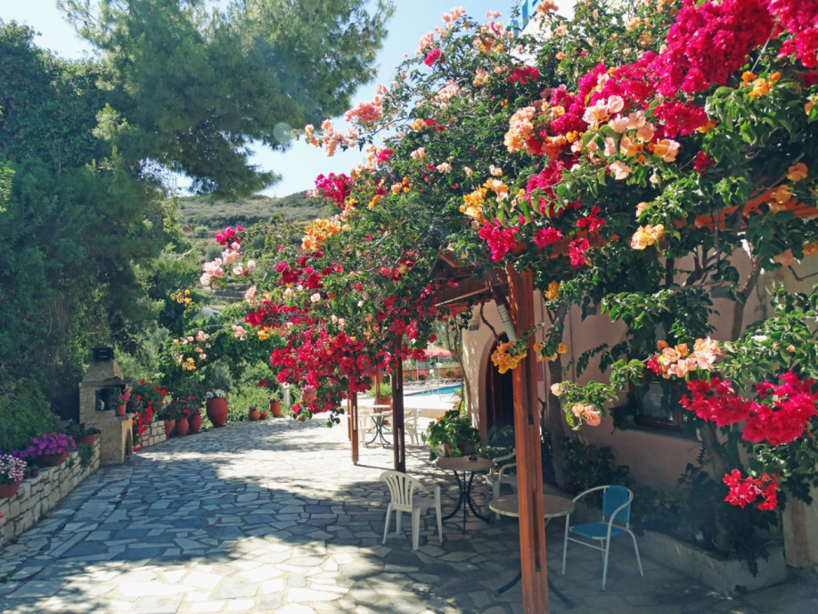 Od ovoga cveće raste kao ludo: Sami napravite čudo za biljke, potpuno prirodno