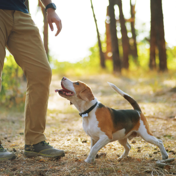 "Tri šetnje dnevno za pse ili 500 dolara kazne"