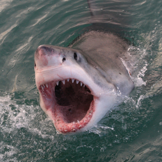 Dečaka nasmrt izujedala ajkula na plaži