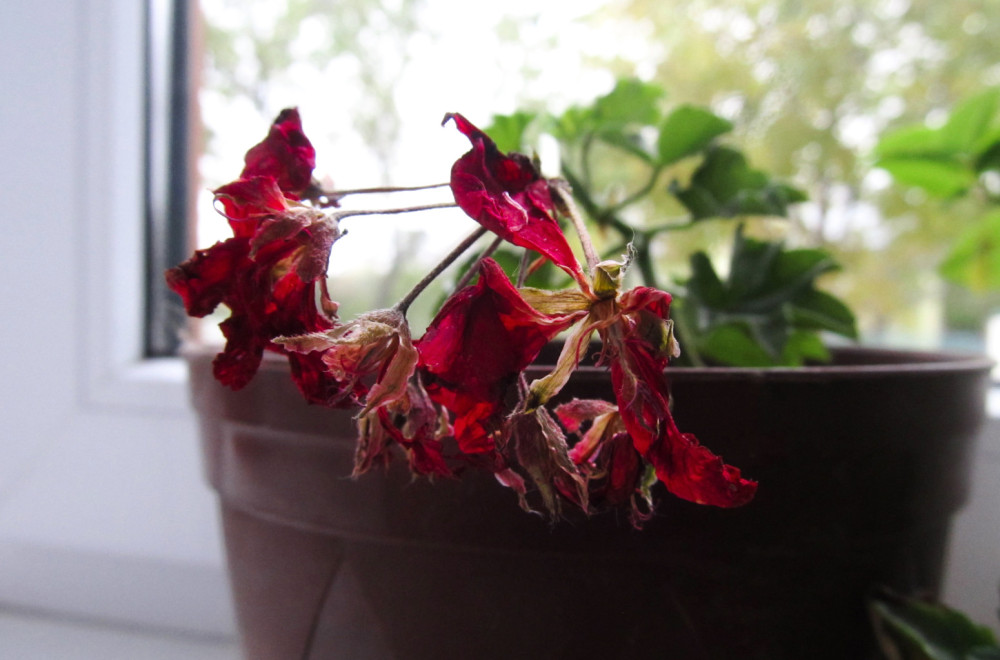 Četiri sjajna rešenja koja će uvele sobne biljke vratiti u život