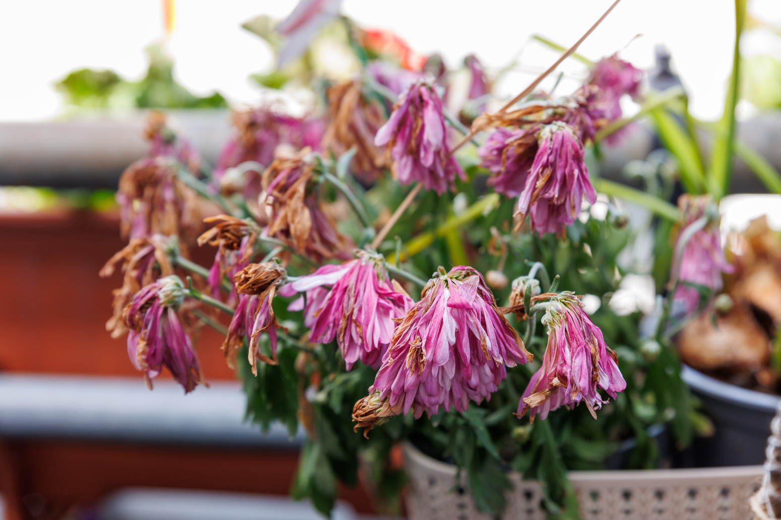 Četiri sjajna rešenja koja će uvele sobne biljke vratiti u život