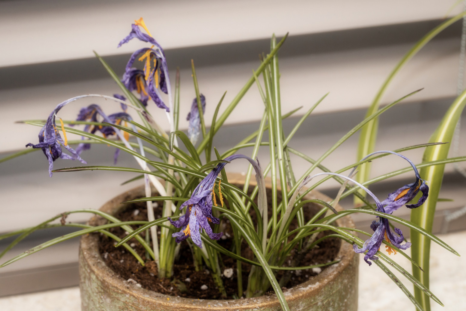 Četiri sjajna rešenja koja će uvele sobne biljke vratiti u život