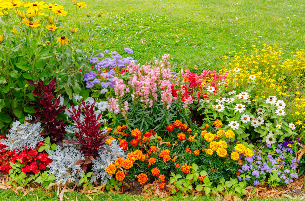 Šarena bašta i zimi: Cveće koje se sadi u avgustu, a cveta i kad stigne mraz FOTO